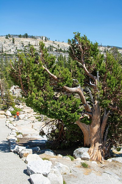 Juniper
